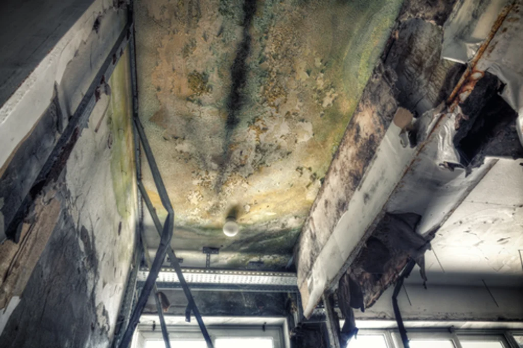 Industrial mold remediation